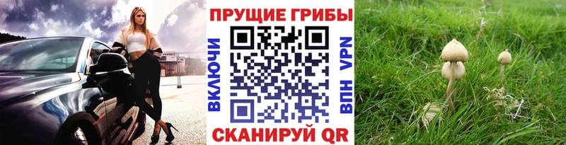 Псилоцибиновые грибы прущие грибы Кудымкар